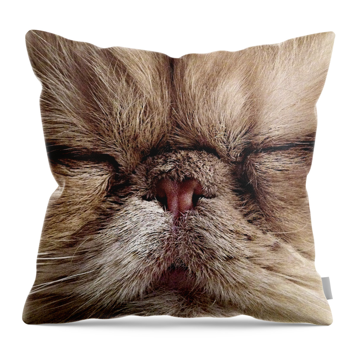 Pets Throw Pillow featuring the photograph Close-up Of Cat by Copyright Ania Jones.