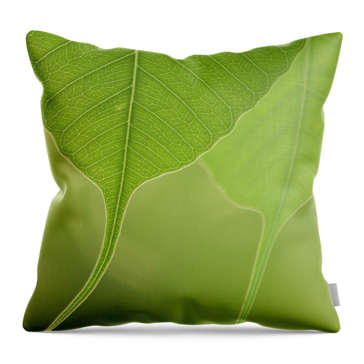 Outdoors Throw Pillow featuring the photograph Close Up Of Peepal Leaves by Rahul De