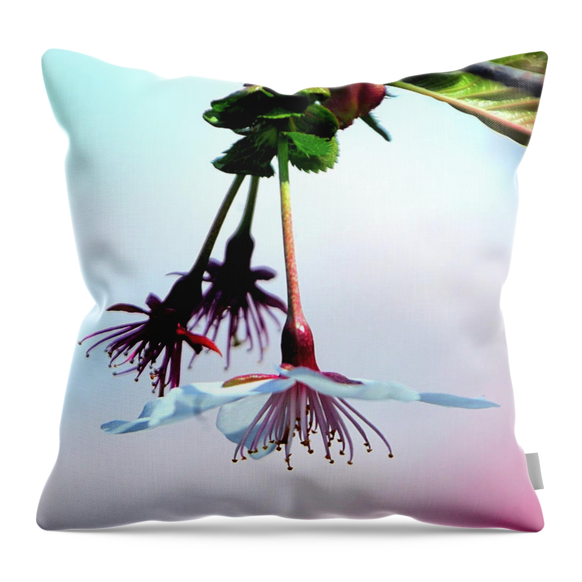 Petal Throw Pillow featuring the photograph Close Up Of Sakura by I Love Photo And Apple.