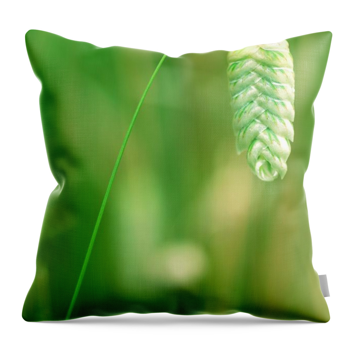 Hanging Throw Pillow featuring the photograph Close-up Of The Stem And Head Of A by Neil Overy