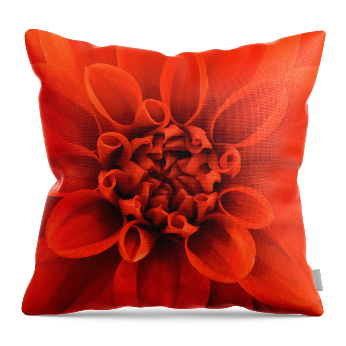 Orange Color Throw Pillow featuring the photograph Close Up View Of An Orange Dahlia by Mike Hill