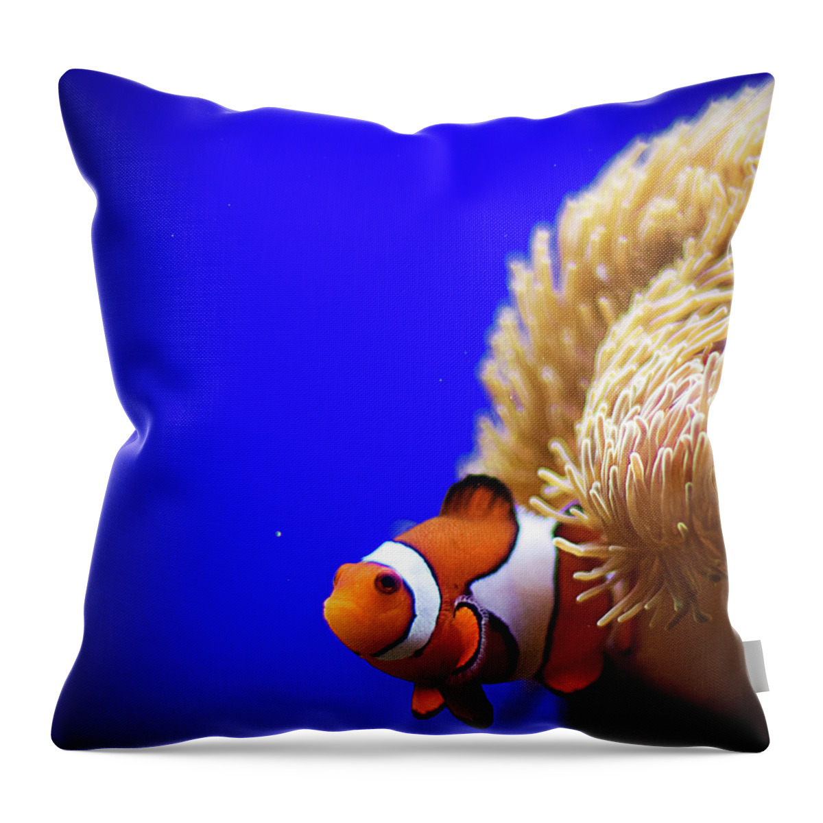 Underwater Throw Pillow featuring the photograph Clownfish In Aquarium by Planet Rudy Photography