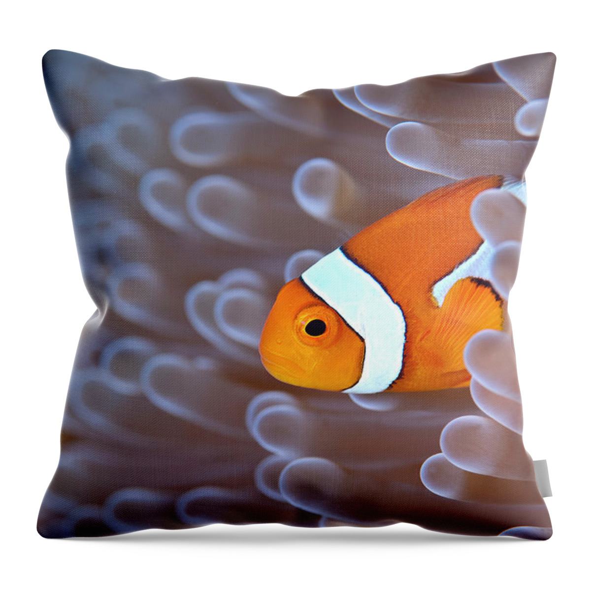 Underwater Throw Pillow featuring the photograph Clownfish In White Anemone by Alastair Pollock Photography
