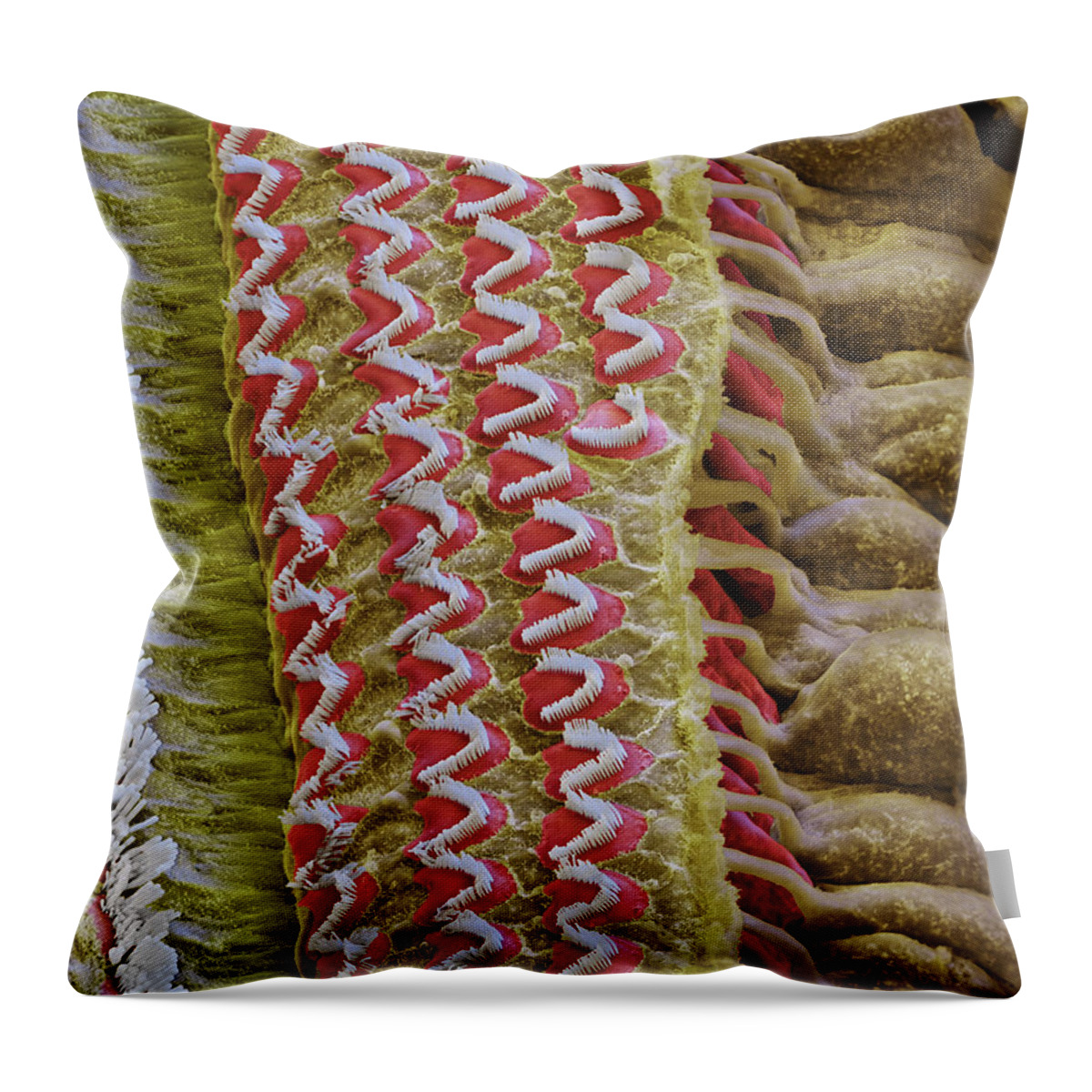 Cochlea Throw Pillow featuring the photograph Cochlea, Inner And Outer Hair Cells, Sem by Oliver Meckes EYE OF SCIENCE