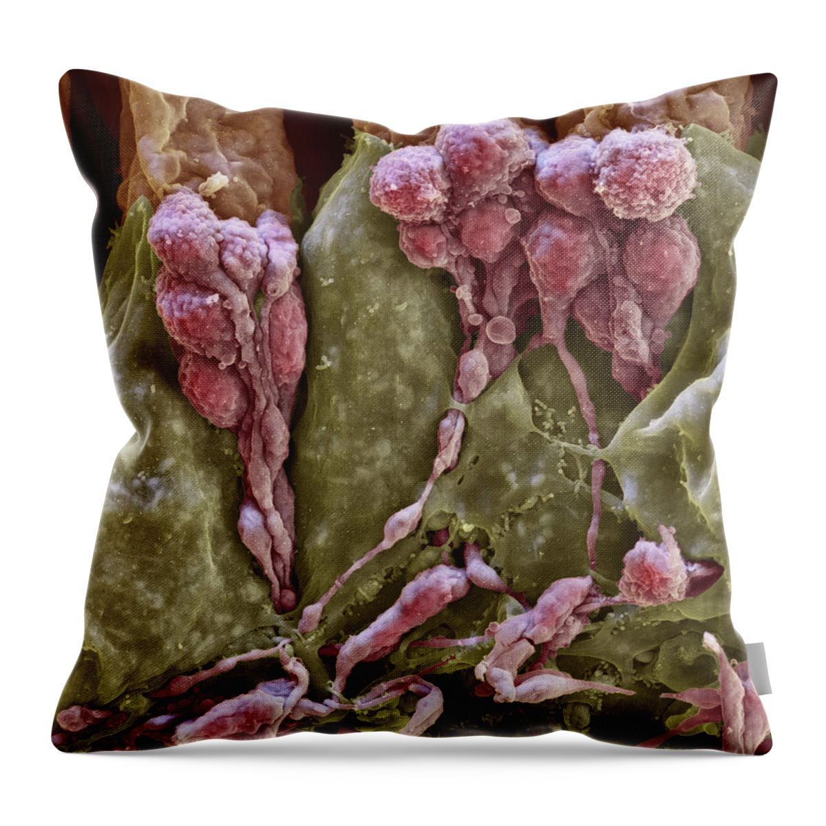 Cochlea Throw Pillow featuring the photograph Cochlea, Nerve Fibers, Sem by Oliver Meckes EYE OF SCIENCE