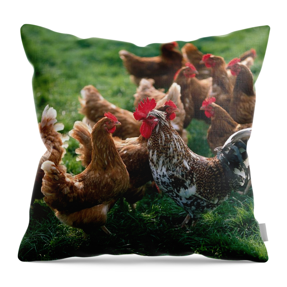 Estock Throw Pillow featuring the digital art Cock And Chickens by Reinhard Schmid