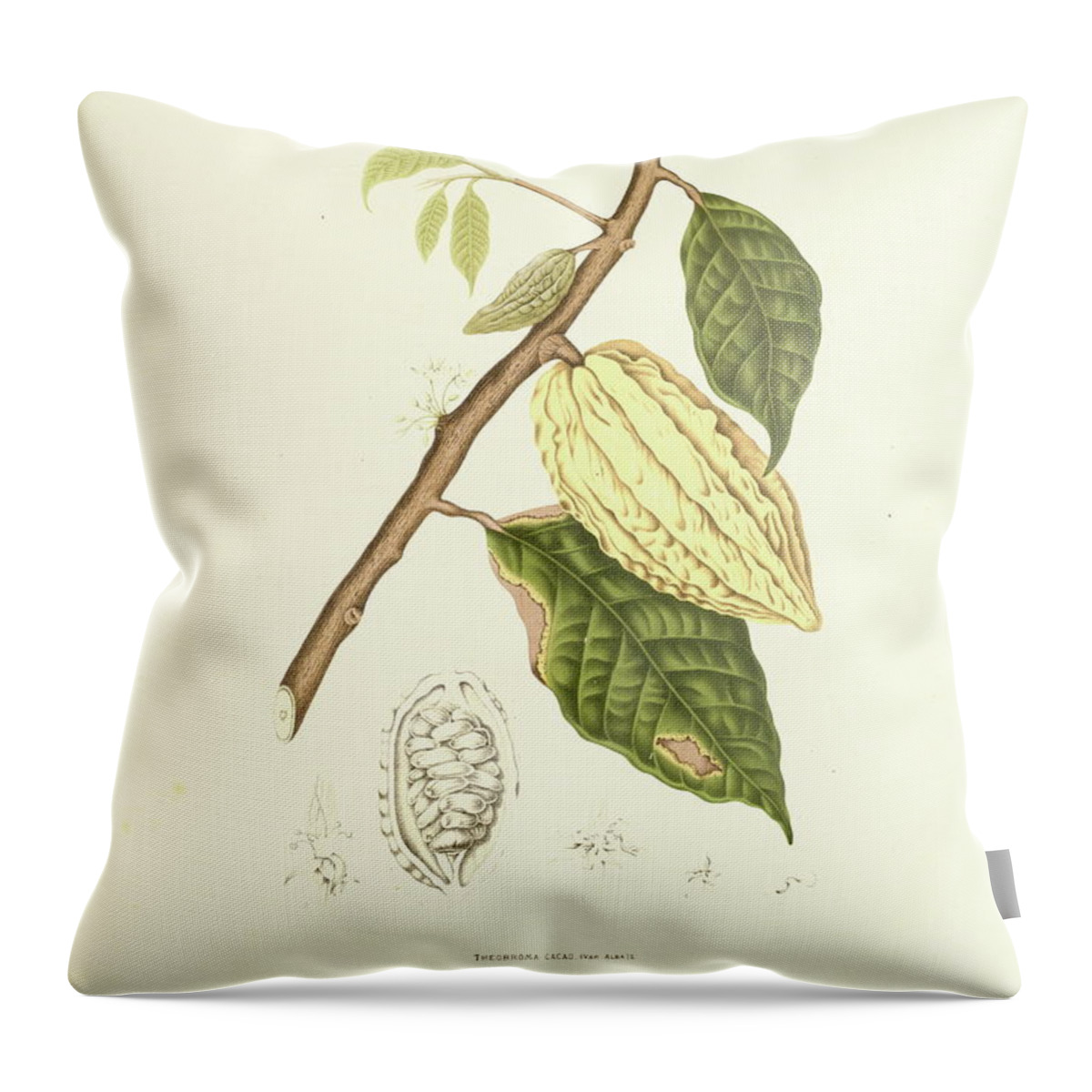 Cacao Tree Throw Pillow featuring the digital art Cocoa Tree | Antique Plant Illustrations by Nicoolay