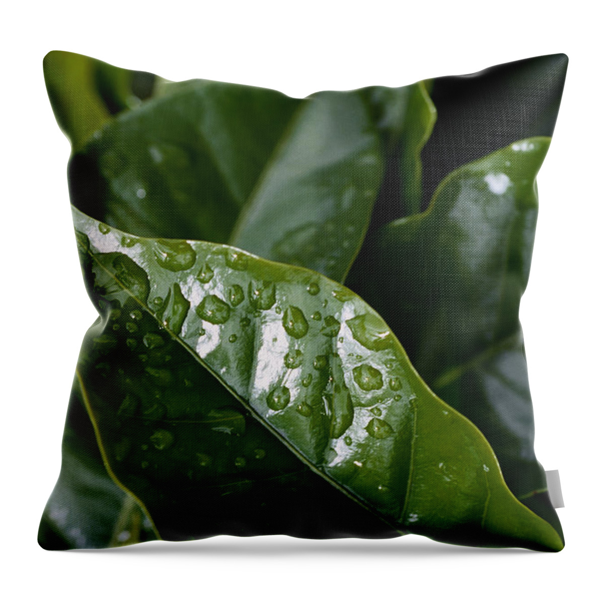 Latin America Throw Pillow featuring the photograph Coffee Plant Close-up by Philippe Colombi