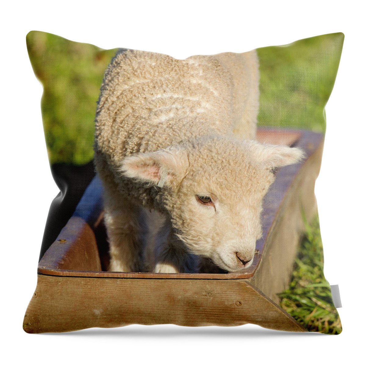 Lamb Throw Pillow featuring the photograph Colonial Lamb in a Feeding Trough by Rachel Morrison