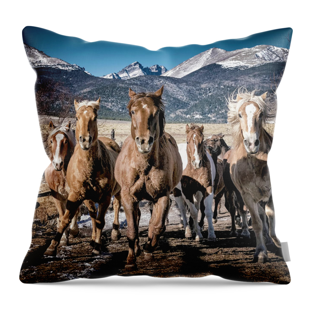 Horses Throw Pillow featuring the photograph Colorado Horses by David Soldano
