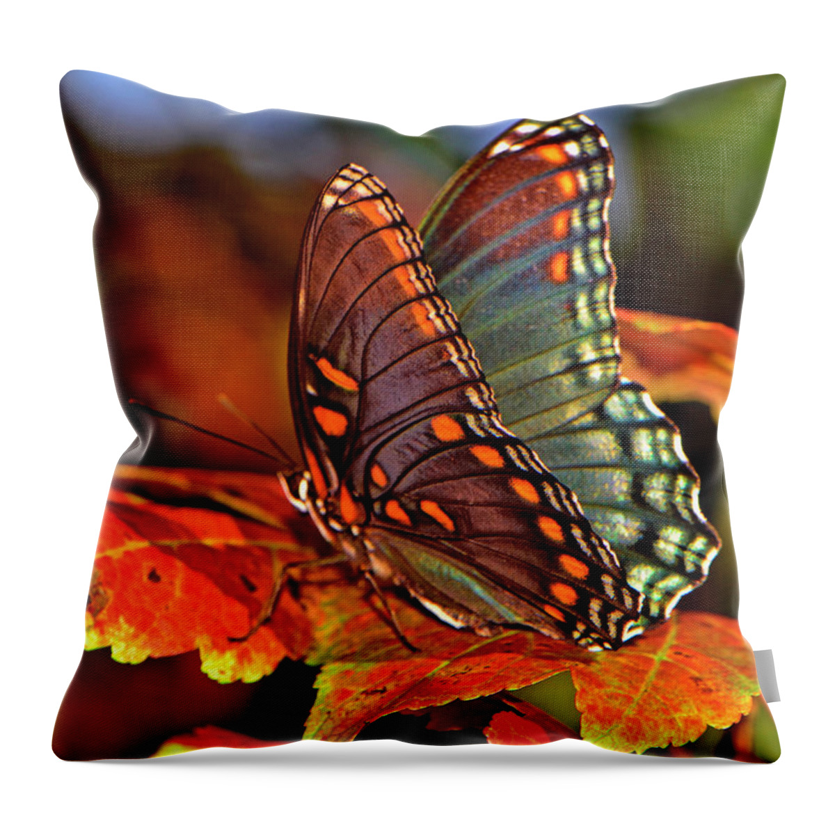 Insect Throw Pillow featuring the photograph Colorful Butterfly On The Autumn Leaves 002 by George Bostian