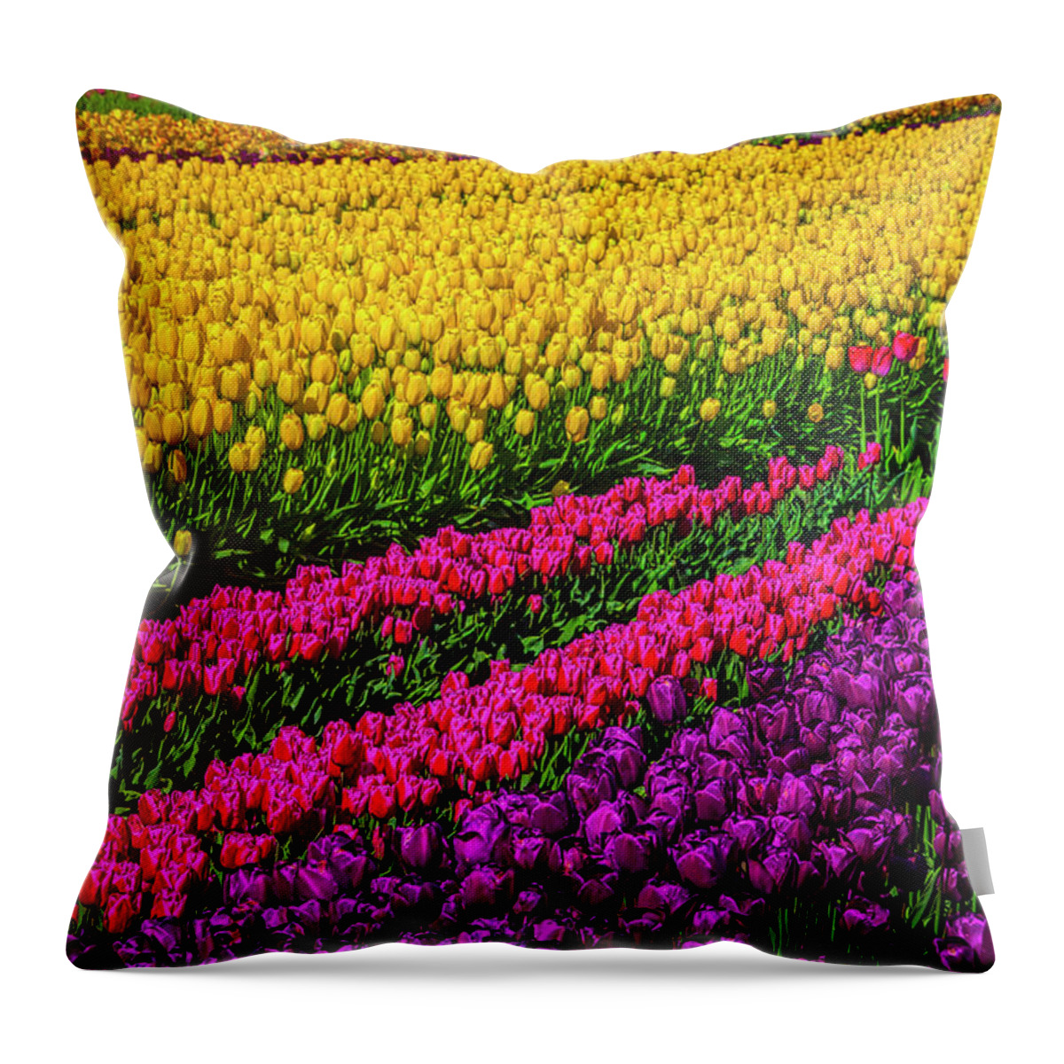 Tulip Throw Pillow featuring the photograph Colorful Rows Of Spring Tulips by Garry Gay