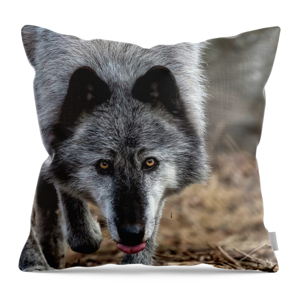 Wolf Throw Pillow featuring the photograph Come Here Kid....you Look Tasty by Sam Rino