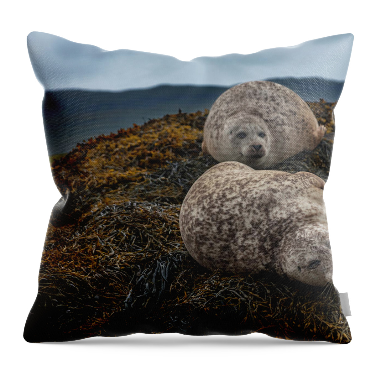 Seaweed Throw Pillow featuring the photograph Common Seals, Loch Dunvegan, Isle Of by Diane Macdonald