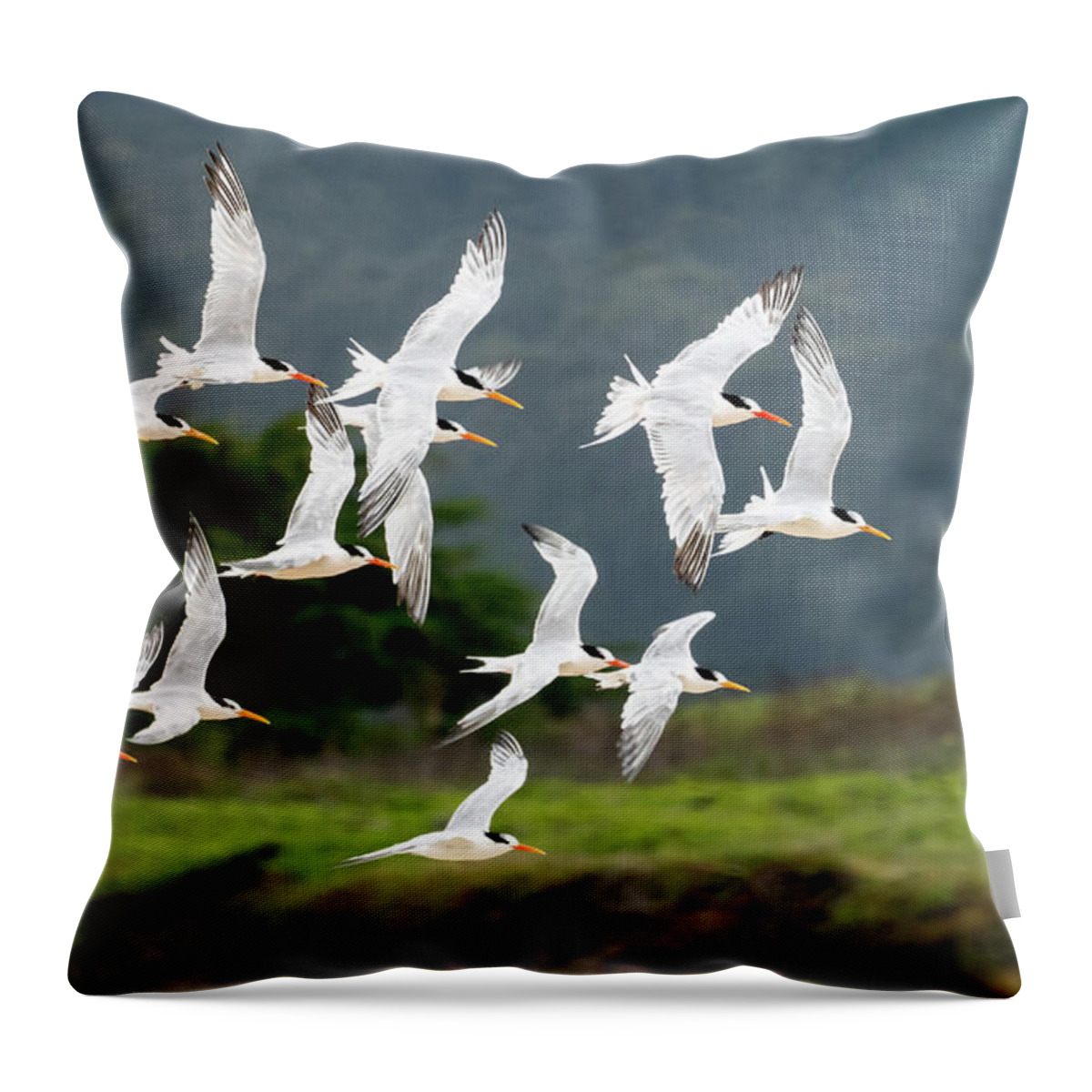 Terns Throw Pillow featuring the photograph Common Tern Fly-By by Judi Dressler