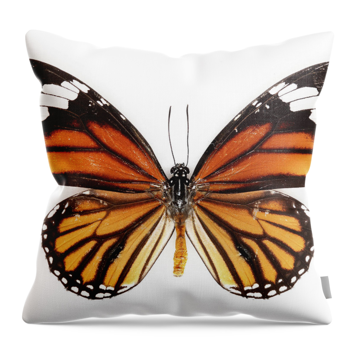 White Background Throw Pillow featuring the photograph Common Tiger Butterfly by Thepalmer