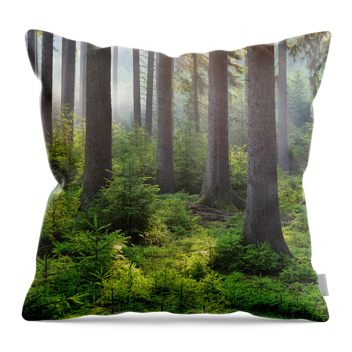 Scenics Throw Pillow featuring the photograph Coniferous Forest In The Morning by Raimund Linke