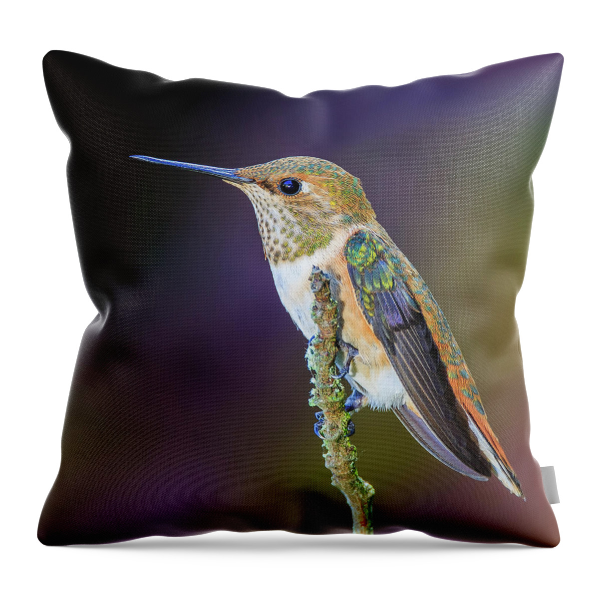 Animal Throw Pillow featuring the photograph Contemplation II - Rufous Hummingbird by Briand Sanderson