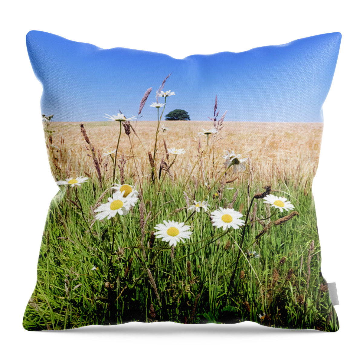 Field Throw Pillow featuring the photograph Cornflower Blue Summer by Terri Waters