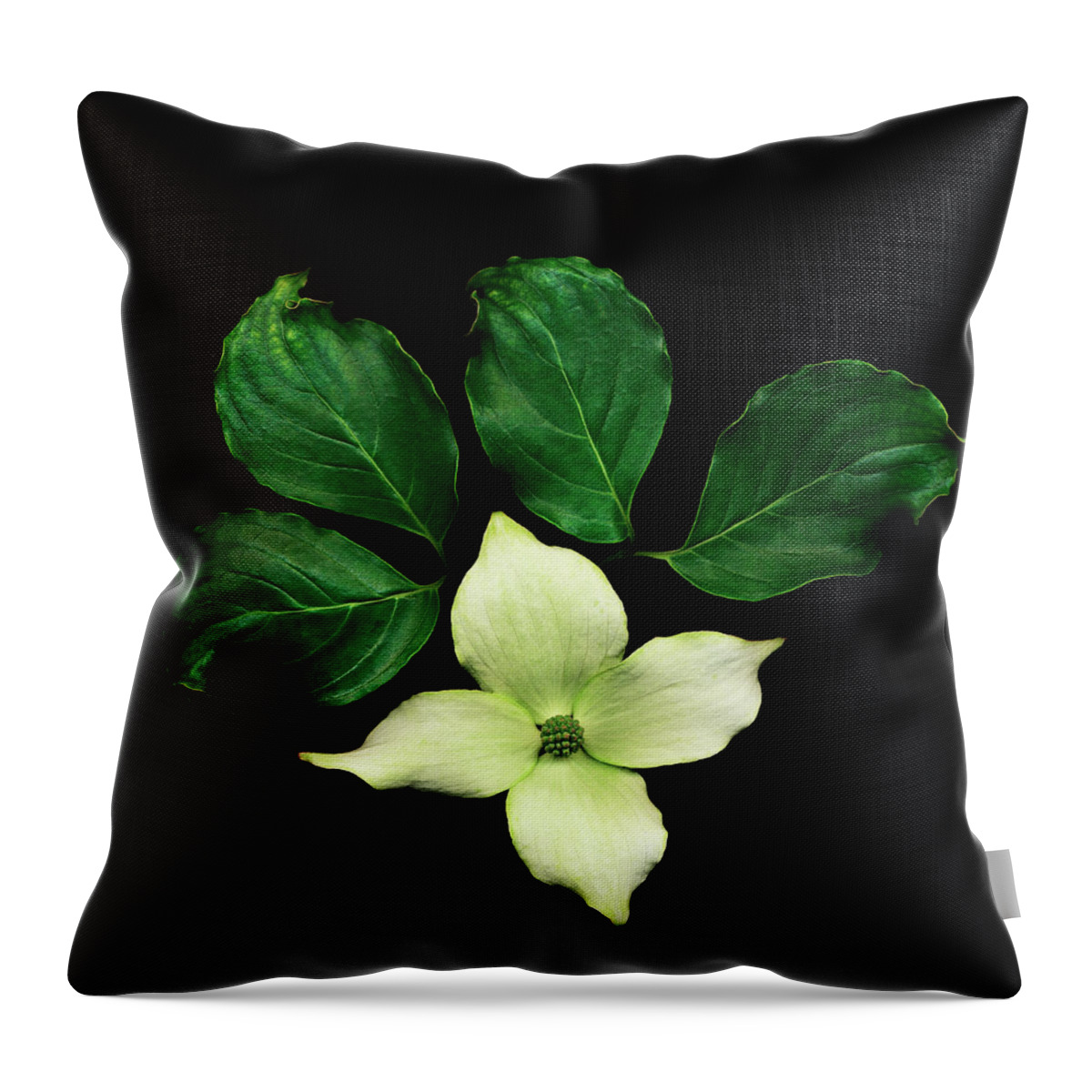 Dogwood Throw Pillow featuring the photograph Cornus Plant Against Black Background by Mike Hill