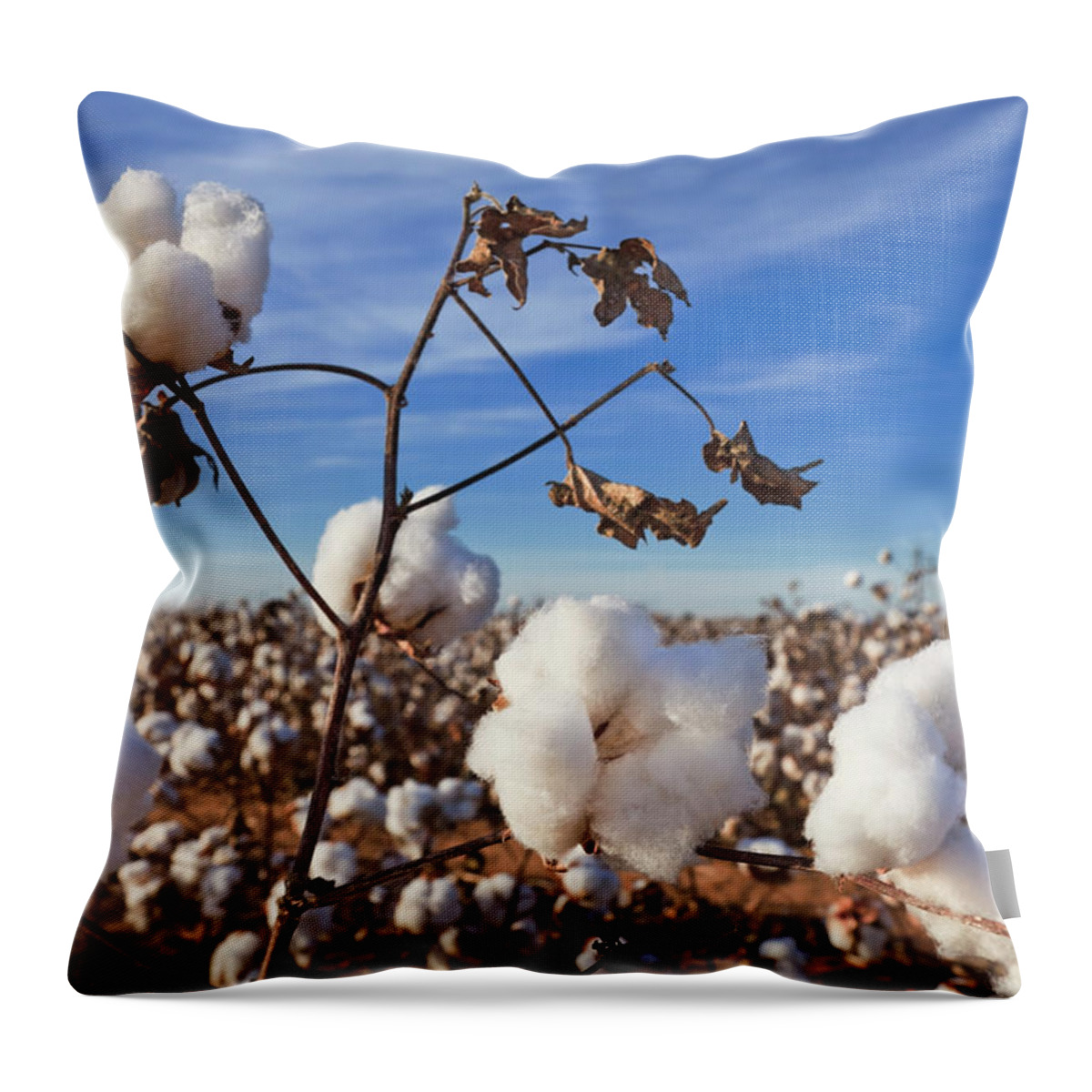 Fiber Throw Pillow featuring the photograph Cotton In Field Ready For Harvest by Dszc
