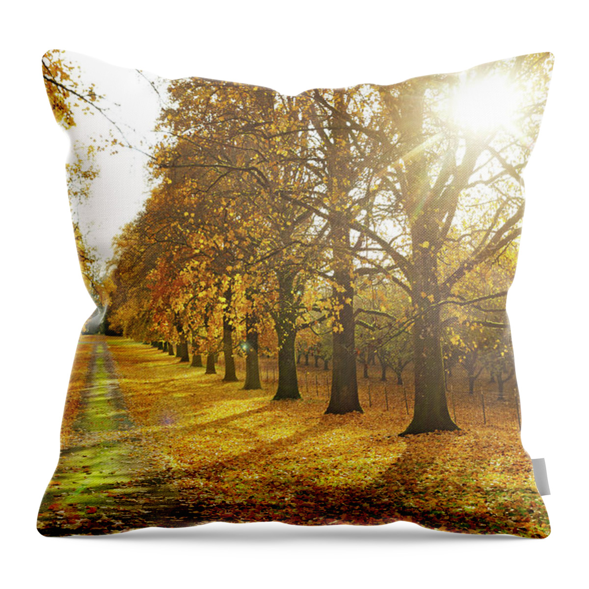 Scenics Throw Pillow featuring the photograph Country Lane In Autumn by Jackscoldsweat