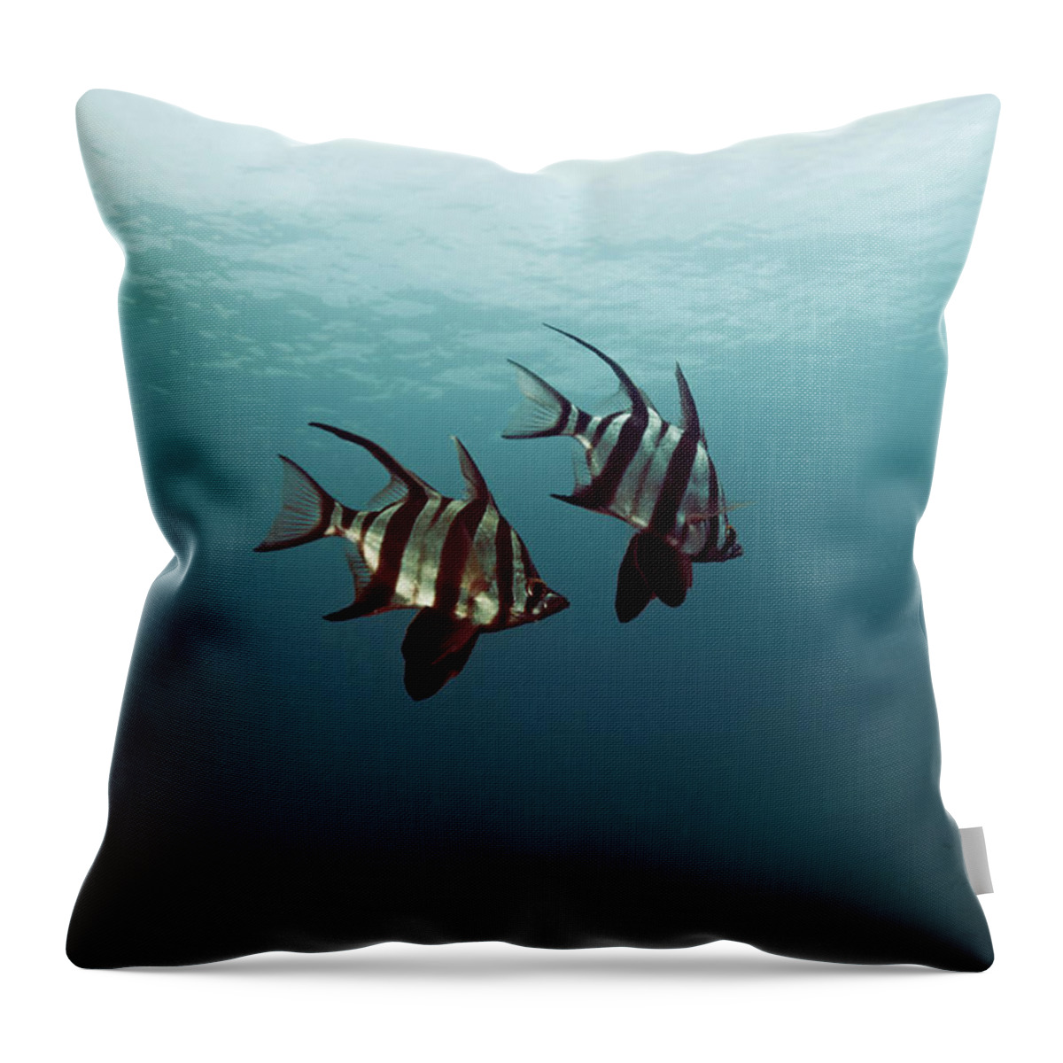 Underwater Throw Pillow featuring the photograph Couple Of Fish by Underwater Graphics