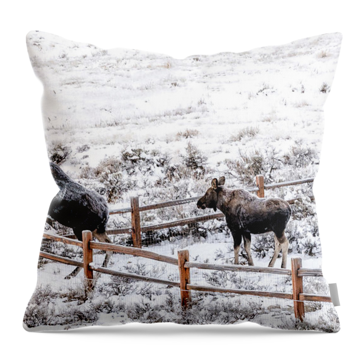 Cow Moose Throw Pillow featuring the photograph Cow Moose Leaping Fence by Stephen Johnson