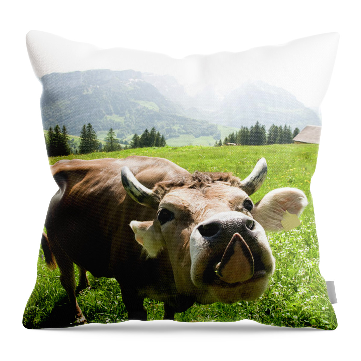 Horned Throw Pillow featuring the photograph Cow Sticking Out Tongue by Assalve