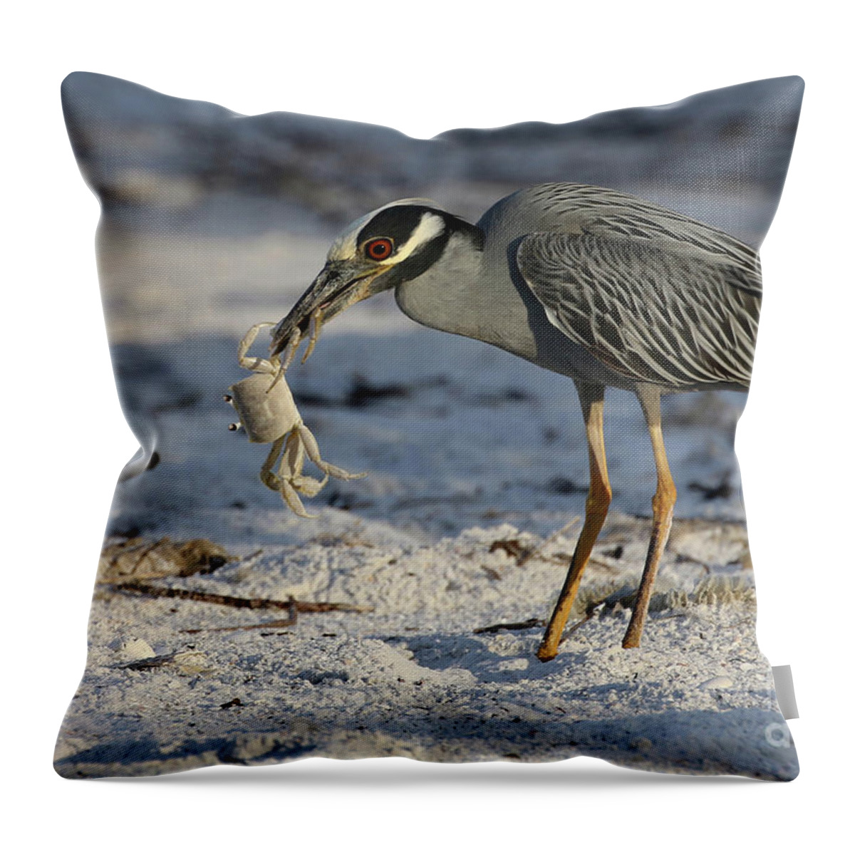 Yellow-crowned Night Heron; Birds; Florida; Cwa; Fort Myers Beach; Nature; Animals; Wildlife; Wild; Beach; Ghost Crab; Crabs; Breakfast; Throw Pillow featuring the photograph Crab for Breakfast by Meg Rousher