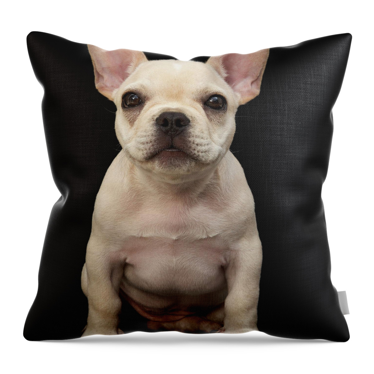 Pets Throw Pillow featuring the photograph Cream Colored French Bulldog Puppy by M Photo