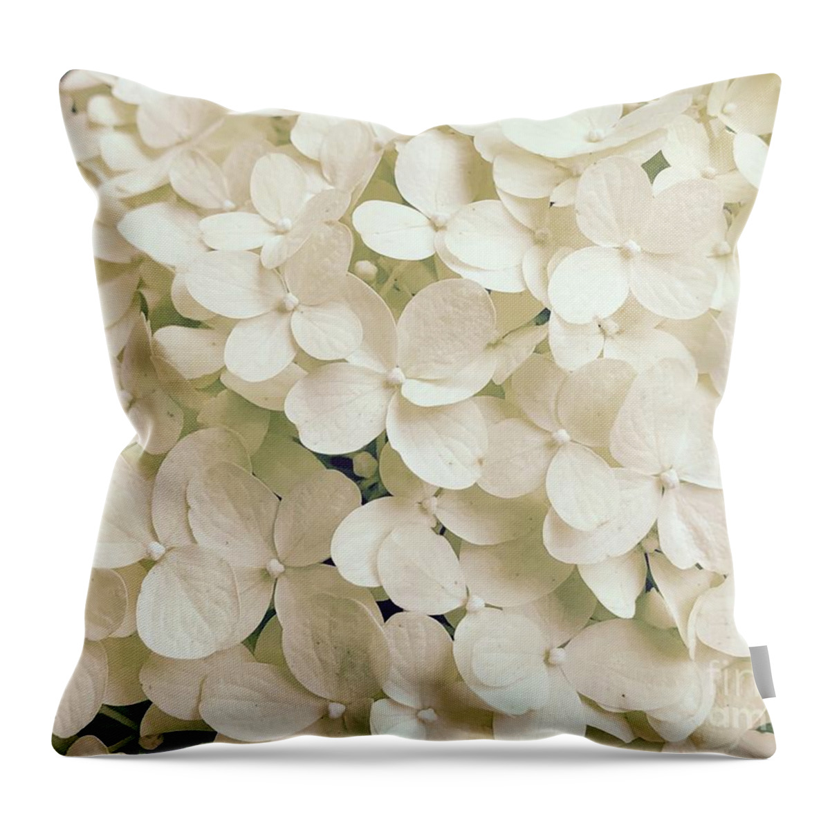 Creamy Hydrangea Bloom Throw Pillow featuring the photograph Creamy Hydrangea Bloom by Carol Riddle
