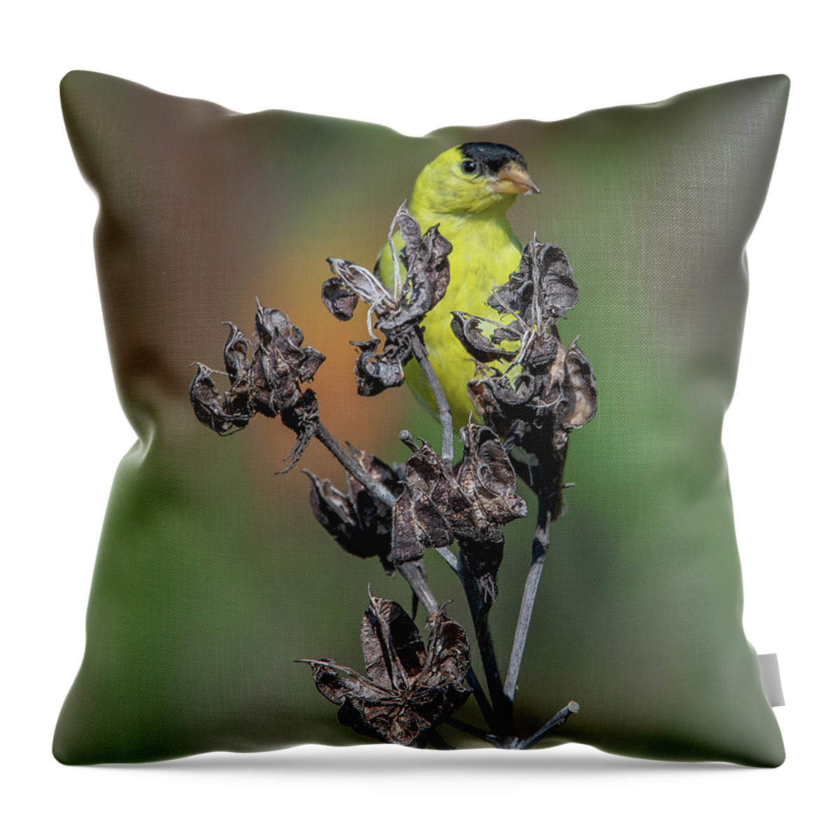 Nature Throw Pillow featuring the photograph Crimson-eyed Rosemallow Seed Pods DFL0923 by Gerry Gantt