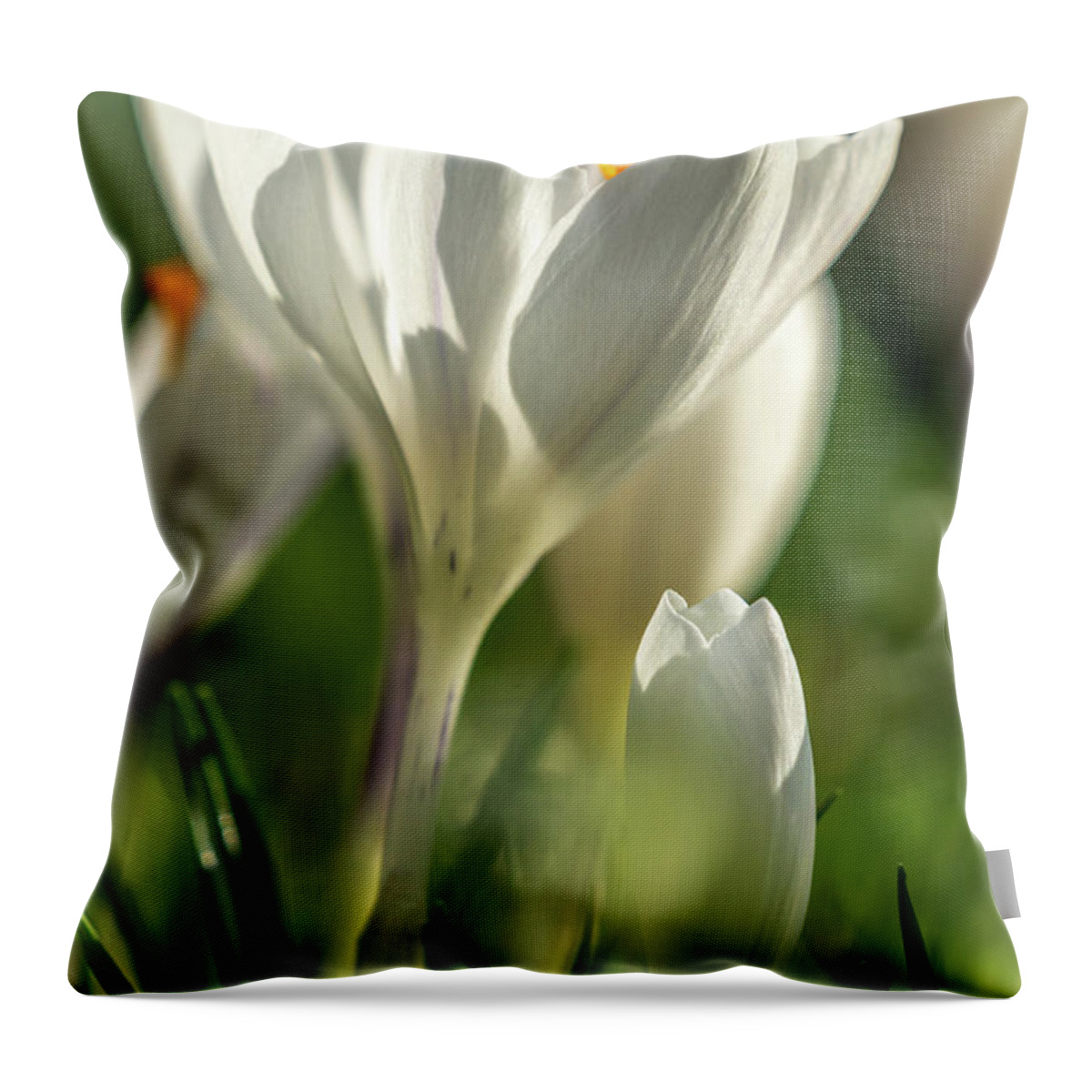 Spring Throw Pillow featuring the photograph Crocus Closeup by Framing Places