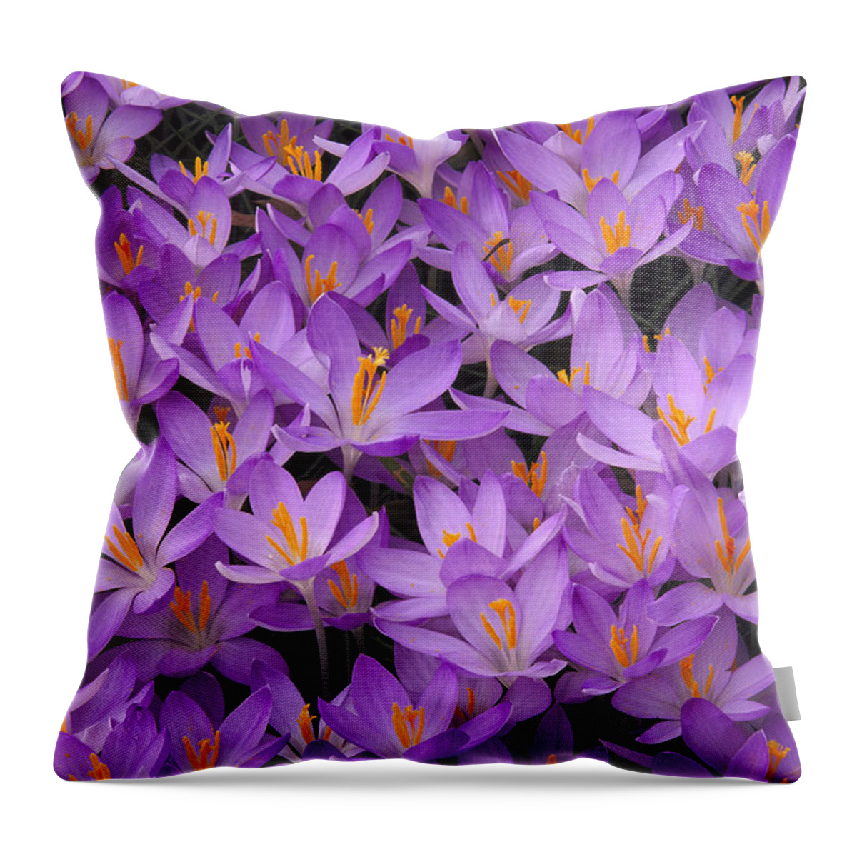 Textured Throw Pillow featuring the photograph Crocus, Crocus Sp, Pattern In Flowers by Adam Jones