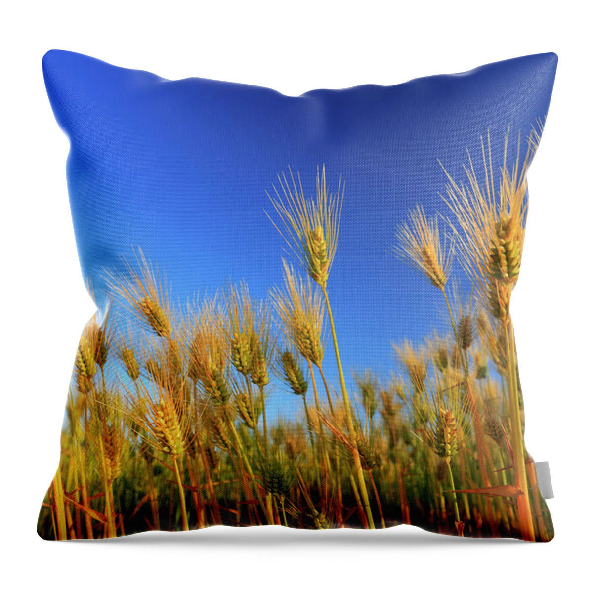 Tranquility Throw Pillow featuring the photograph Cultivated Farmland by Imagewerks