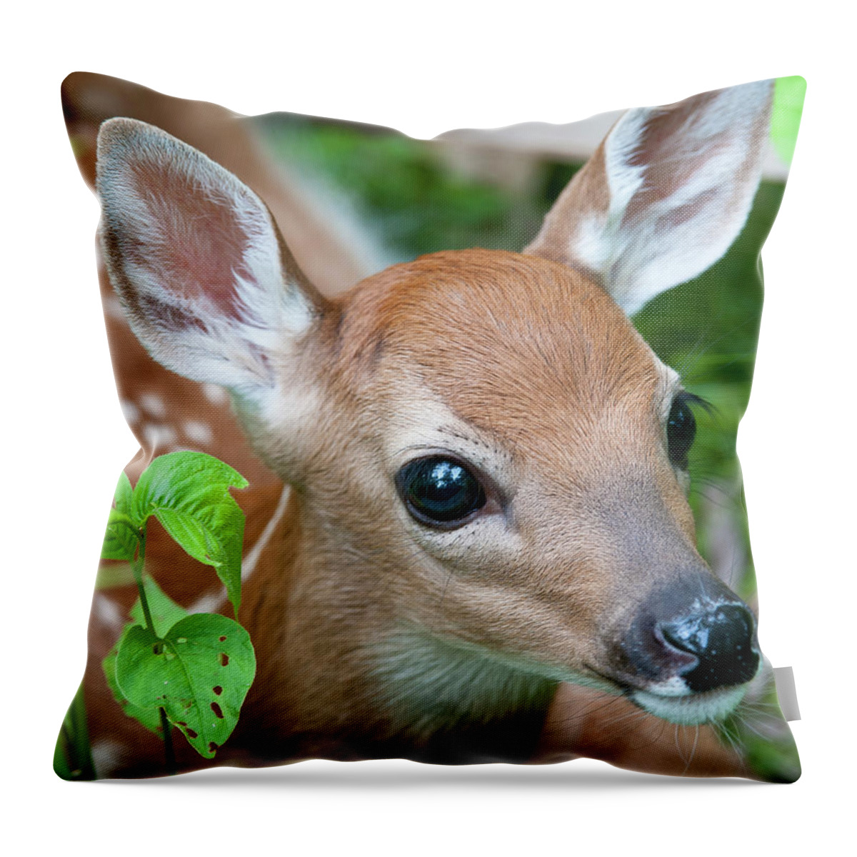 Alertness Throw Pillow featuring the photograph Cute by Frankhildebrand