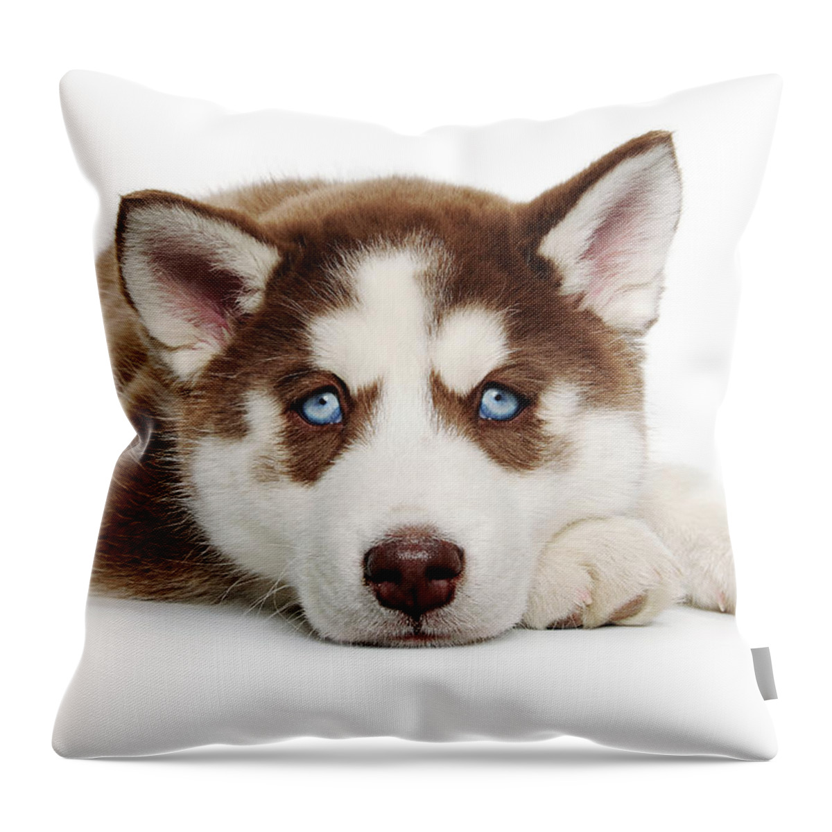 Pets Throw Pillow featuring the photograph Cute Holiday Christmas Tired Puppy by Chris Stein