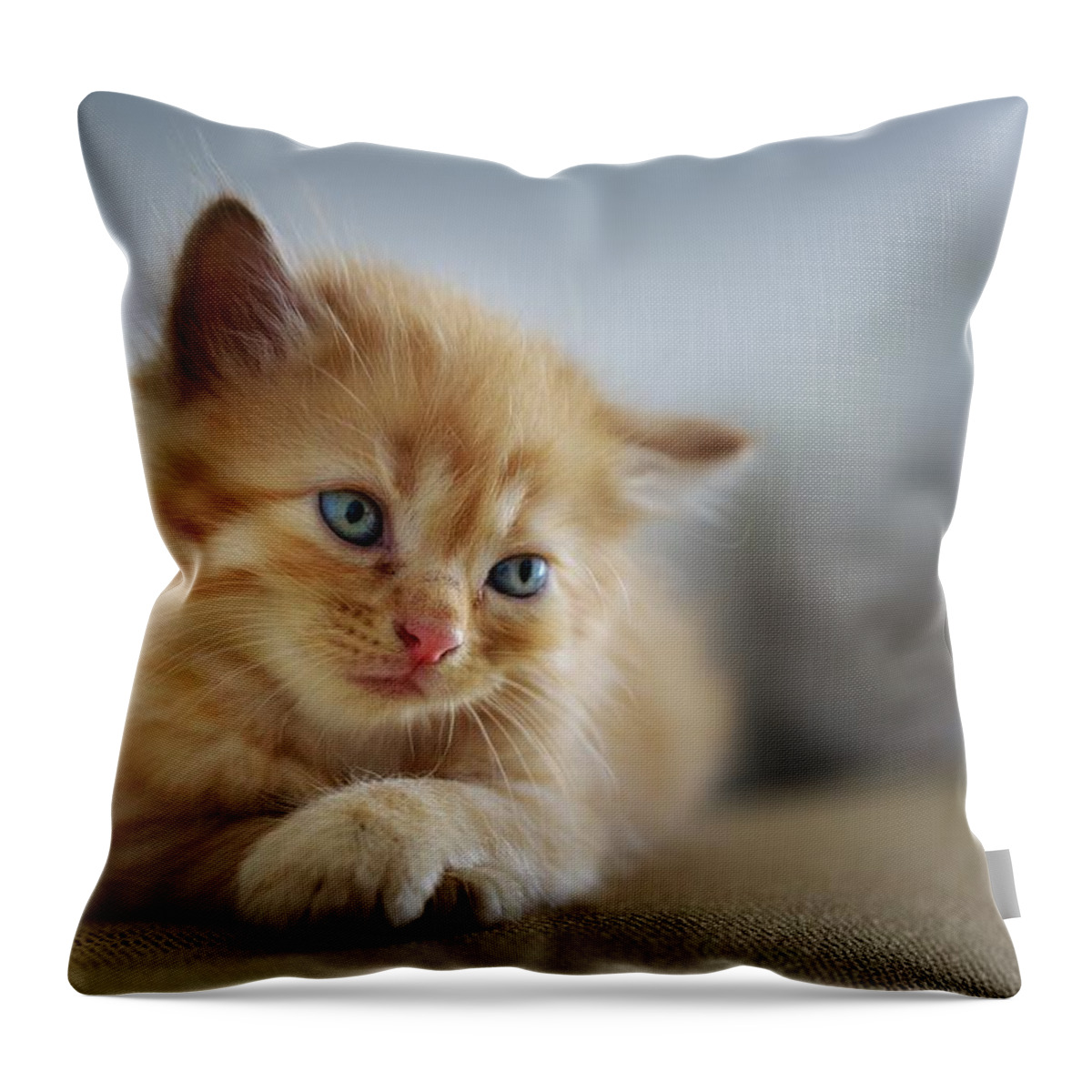 Cat Throw Pillow featuring the photograph Cute orange kitty by Top Wallpapers