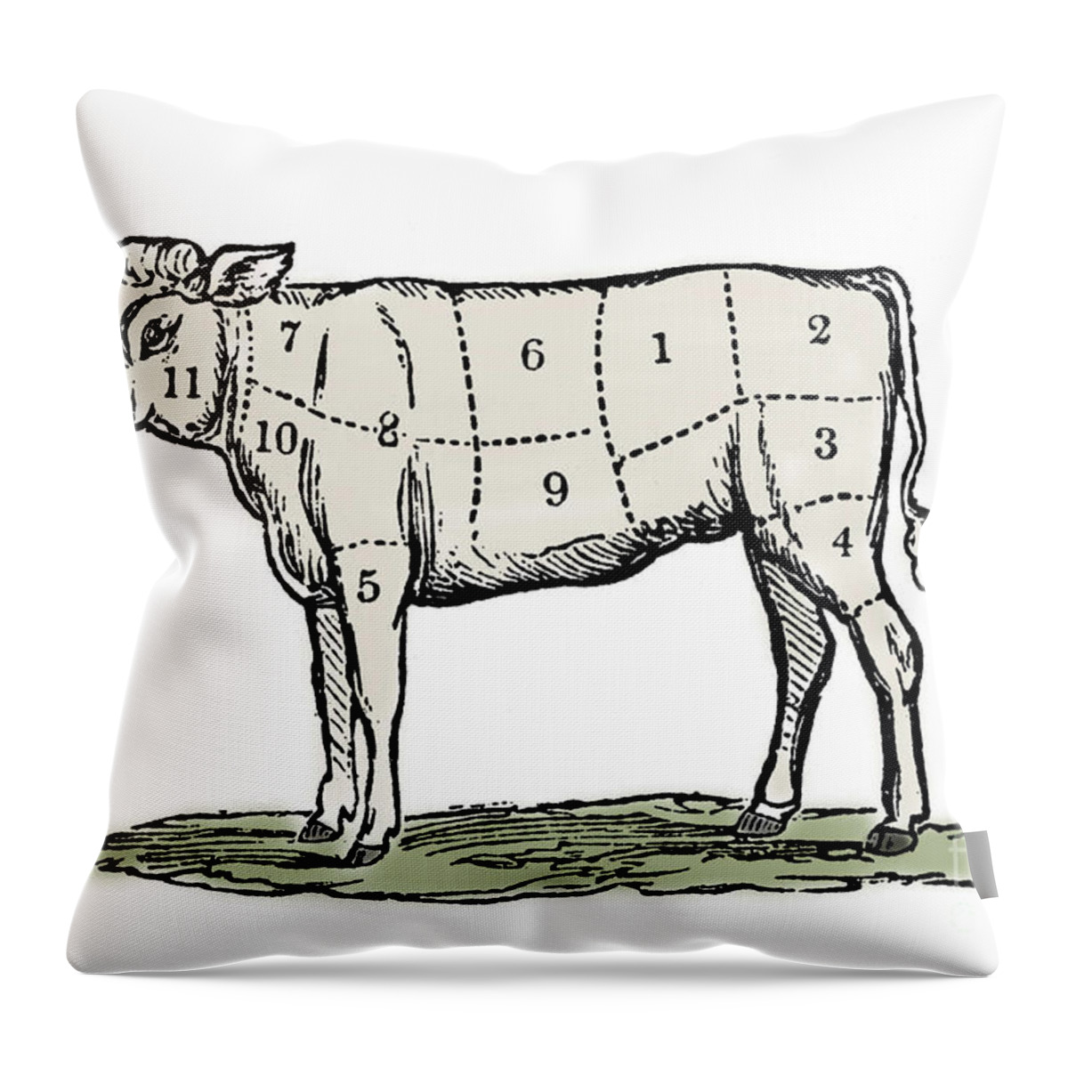 Cow Throw Pillow featuring the drawing Cuts of Veal by European School