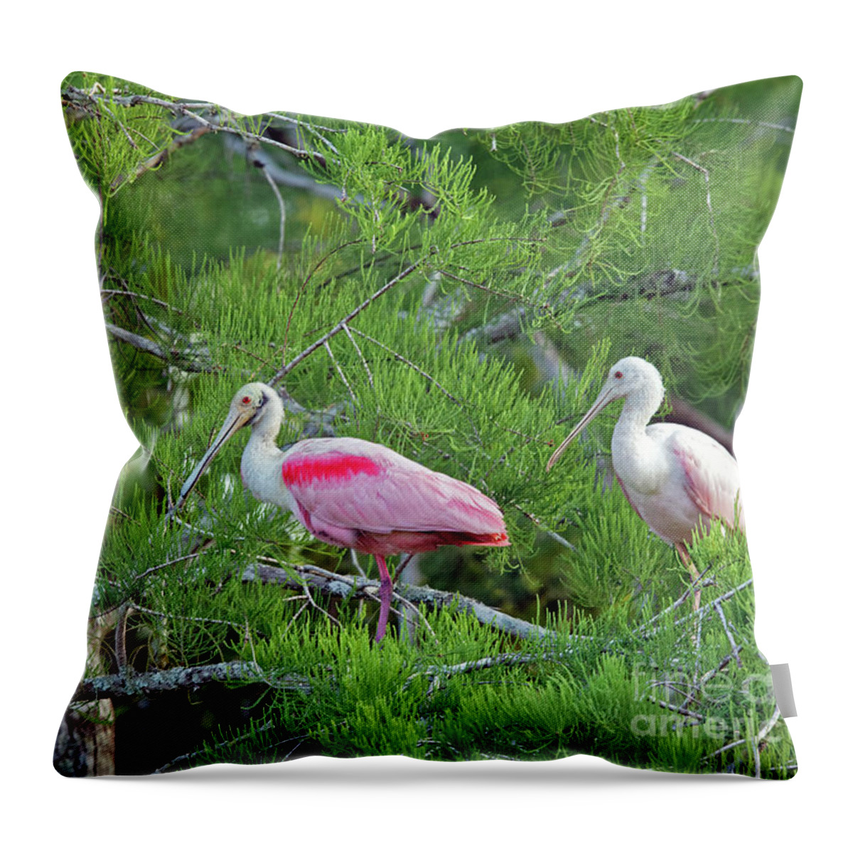 Cypress Tree Throw Pillow featuring the photograph Cypress Tree Spoonbills by Natural Focal Point Photography