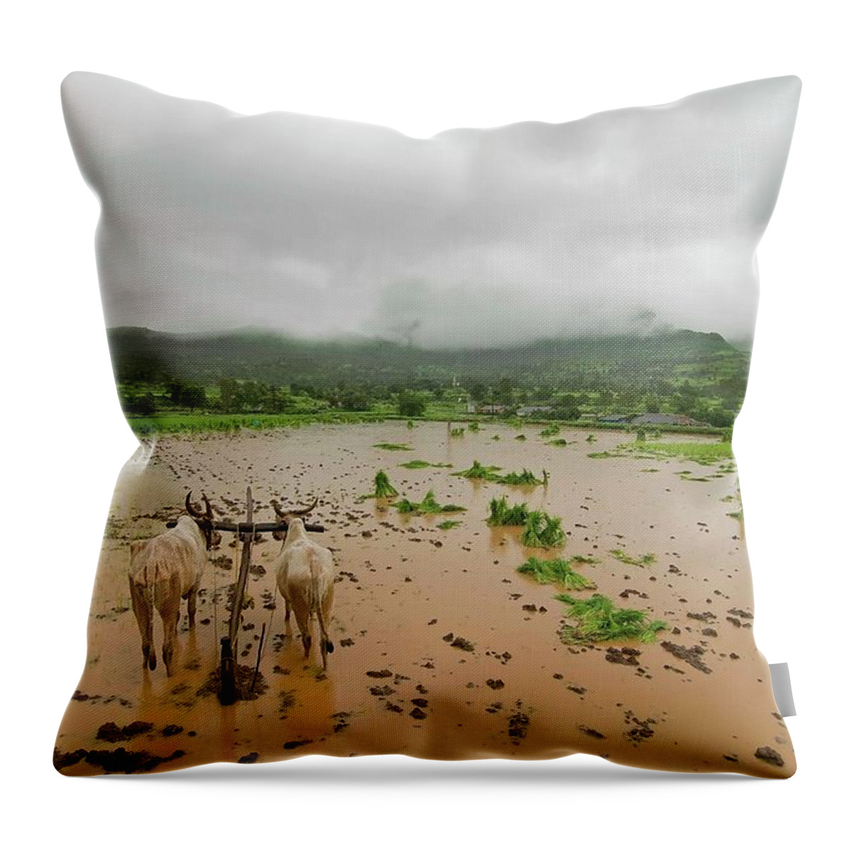 Working Animal Throw Pillow featuring the photograph Dahvlya & Pavlya On Auto Pilot Mode by Bhushan Patil Photography