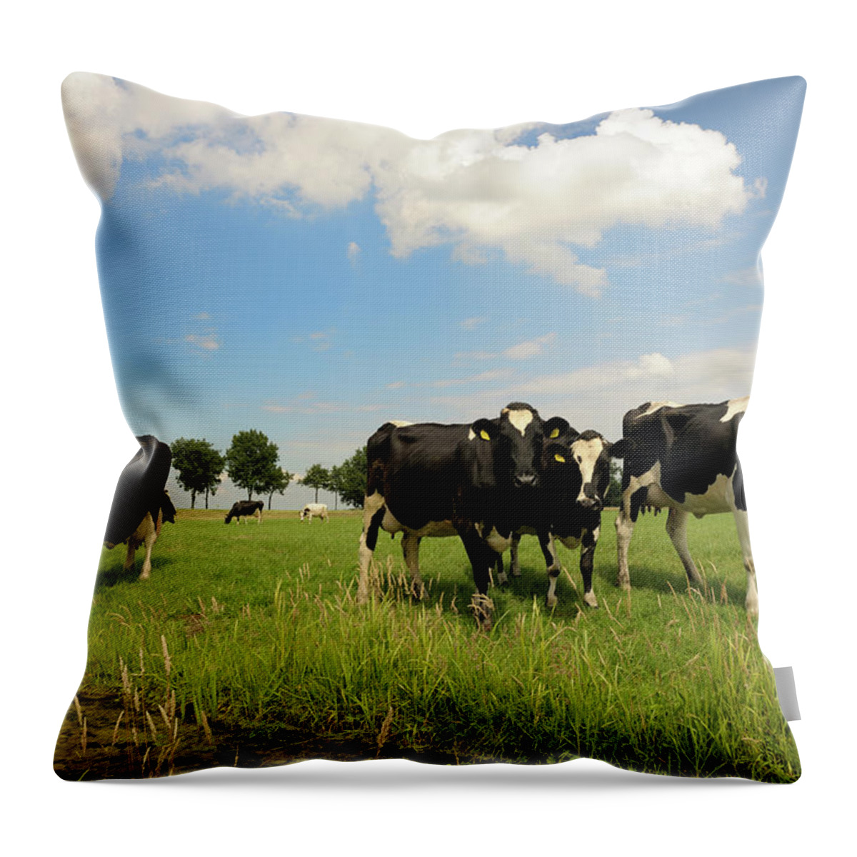 Domestic Animals Throw Pillow featuring the photograph Dairy Cattle In Meadow by Pidjoe