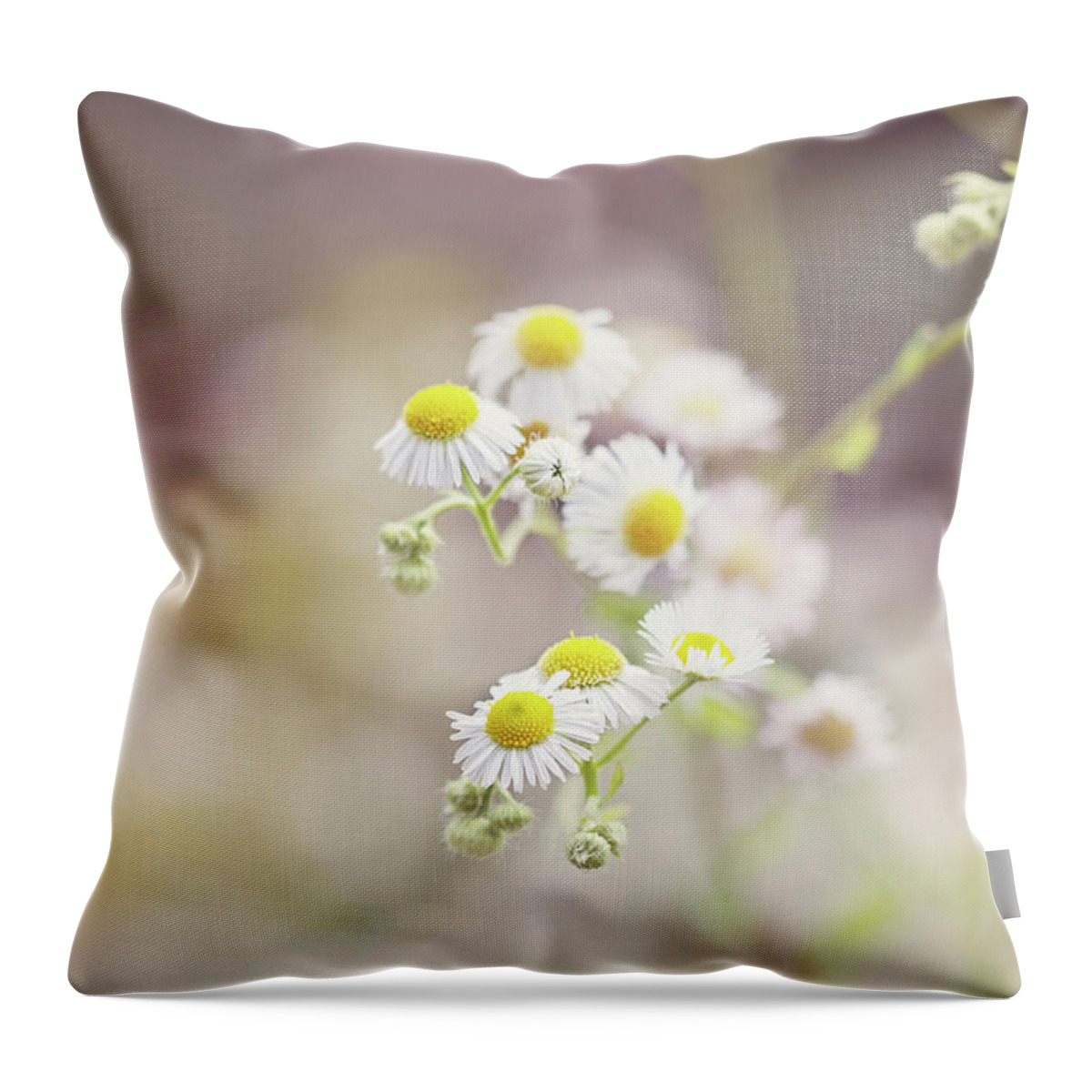 Netherlands Throw Pillow featuring the photograph Daisies Bellis Perennis Flowers, Close by Helaine Weide