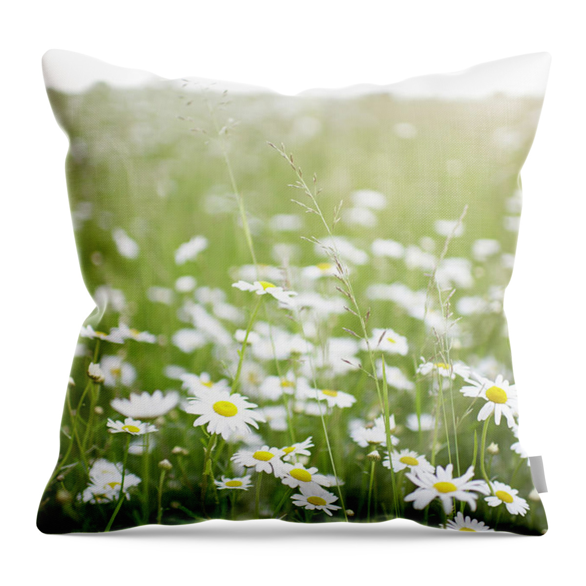 Grass Throw Pillow featuring the photograph Daisies Growing In A Country Meadow by Dougal Waters