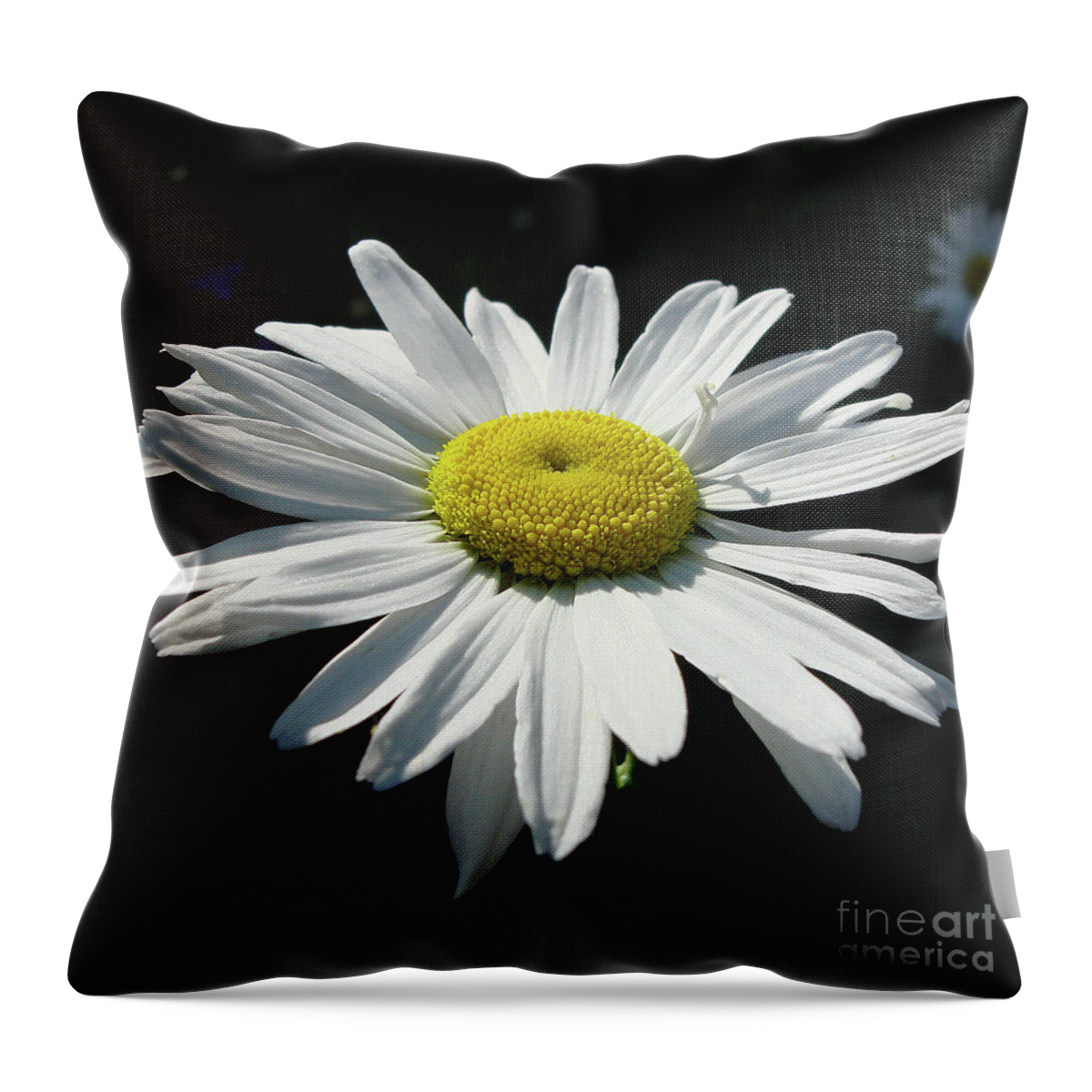 Daisy Throw Pillow featuring the photograph Daisy 1 by Amy E Fraser