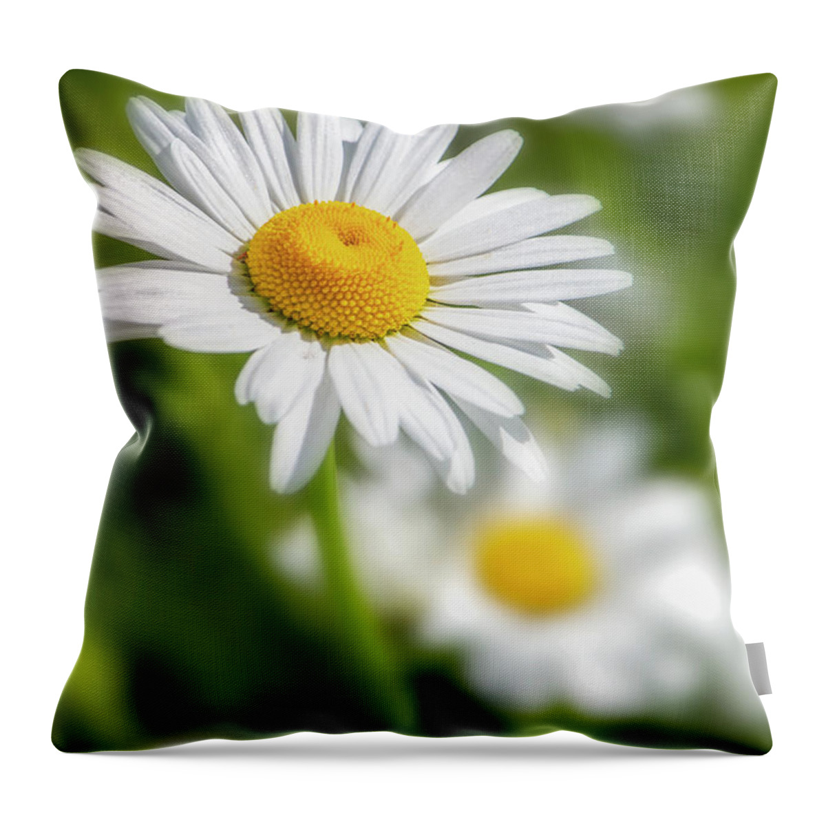 Flower Throw Pillow featuring the photograph Daisy Dreams by TL Wilson Photography by Teresa Wilson