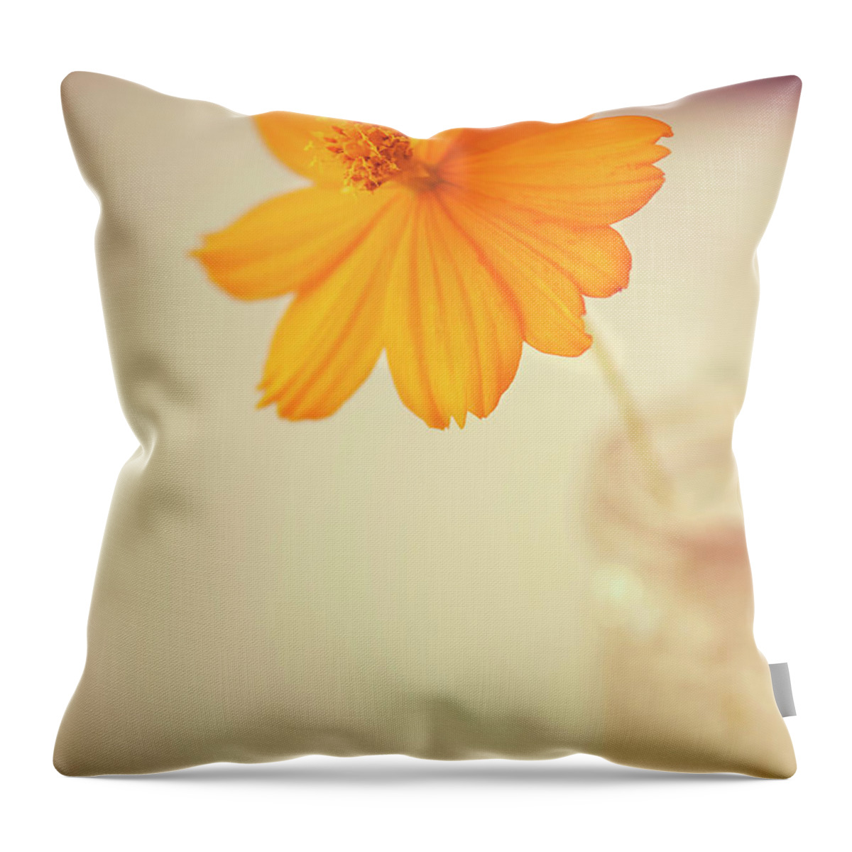 Orange Color Throw Pillow featuring the photograph Daisy Flower In Vase by Carolyn Hebbard