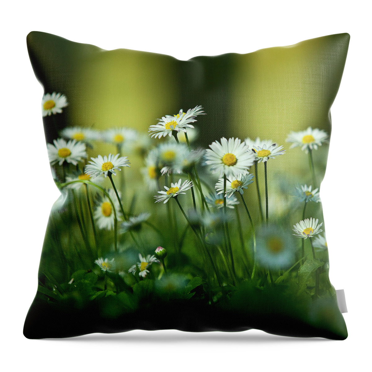 Petal Throw Pillow featuring the photograph Daisy Flowers by Esparkling