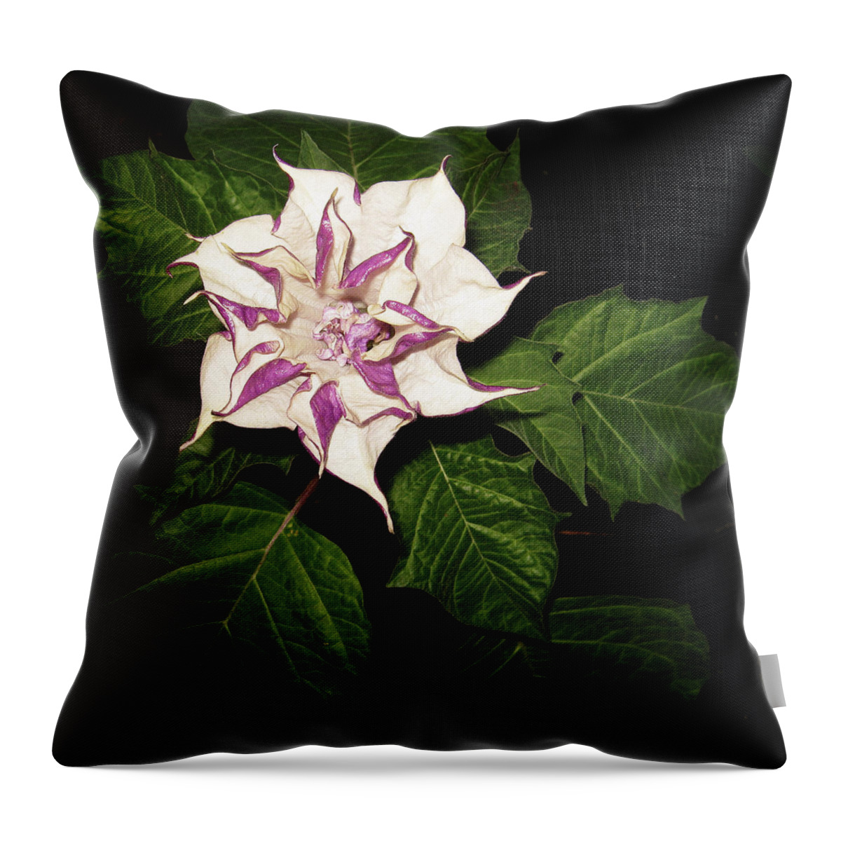 Black Background Throw Pillow featuring the photograph Datura Metel Indian Thorn Apple by Farmer Images